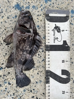 クロソイの釣果