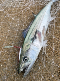 サゴシの釣果