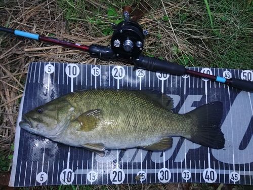 スモールマウスバスの釣果