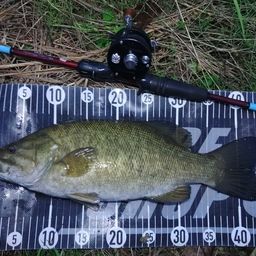 スモールマウスバス