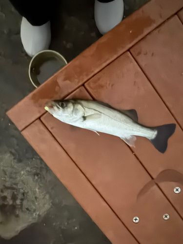 セイゴ（タイリクスズキ）の釣果