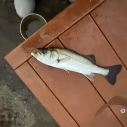 セイゴ（タイリクスズキ）