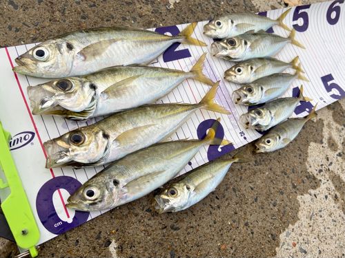 アジの釣果