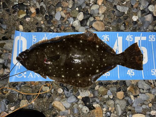 ヒラメの釣果