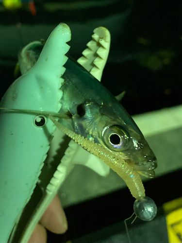 マルアジの釣果