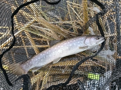 アメマスの釣果