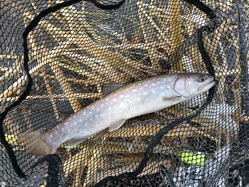 アメマスの釣果