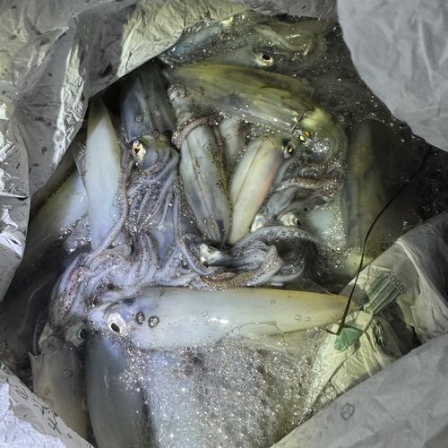 マメイカの釣果