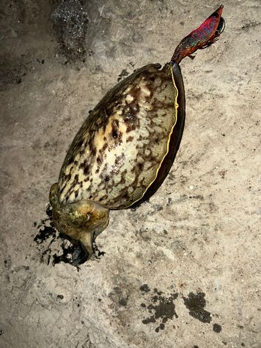 コウイカの釣果