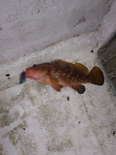 キジハタの釣果