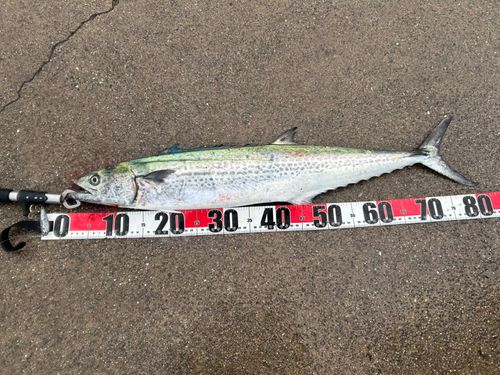 サワラの釣果