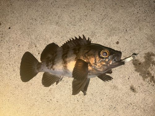 メバルの釣果