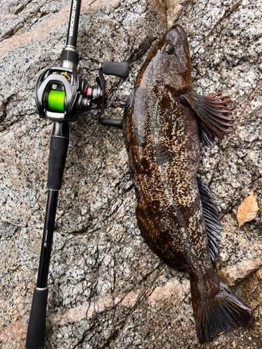 アイナメの釣果