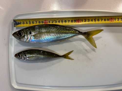 マアジの釣果