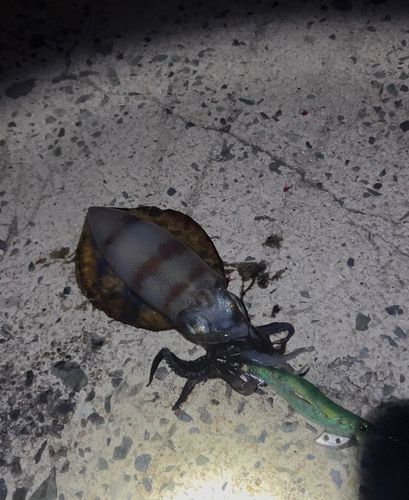 アオリイカの釣果