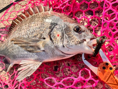 チヌの釣果