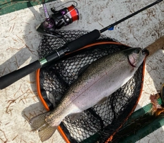 ニジマスの釣果