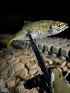 マアジの釣果