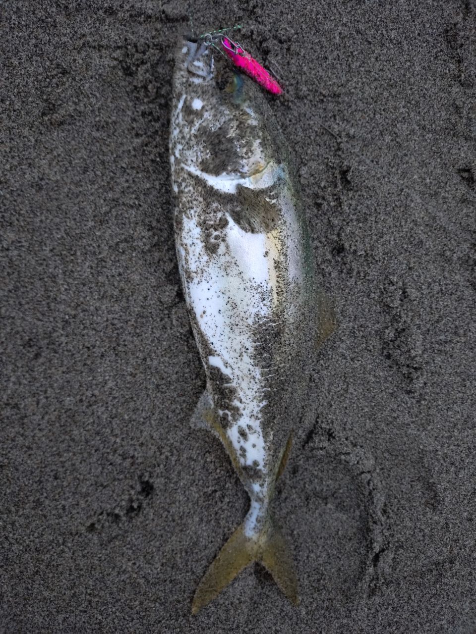 GCRAFT セブンセンスTR モンスターサーフ MSS-1052-TRの最安値