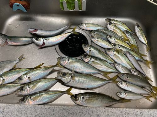 アジの釣果