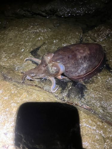 コウイカの釣果