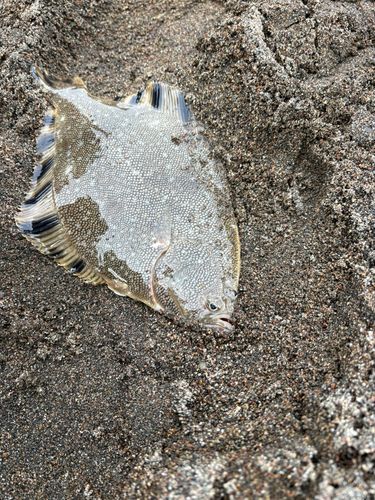 マツカワの釣果