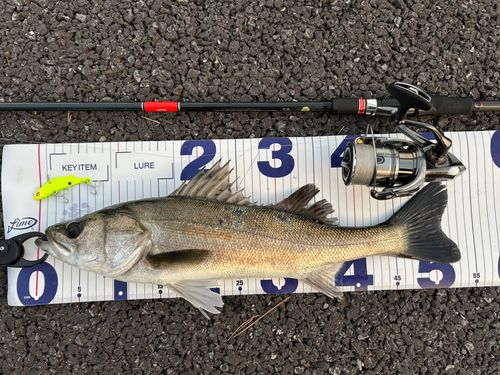 シーバスの釣果