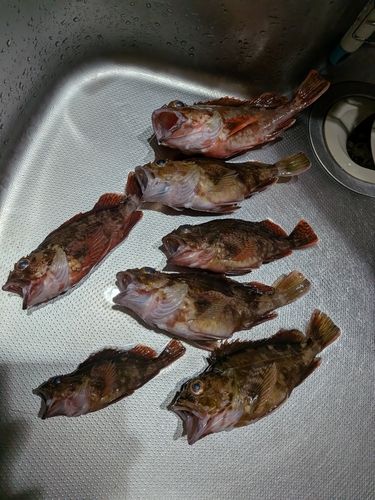 金沢水際線緑地（福浦岸壁）