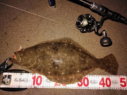 ヒラメの釣果