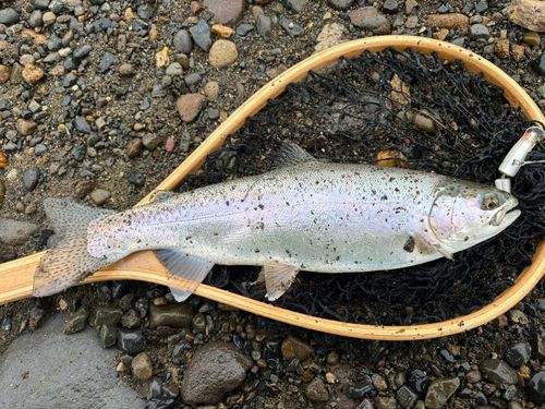 ニジマスの釣果