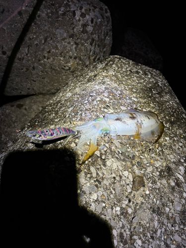 アオリイカの釣果