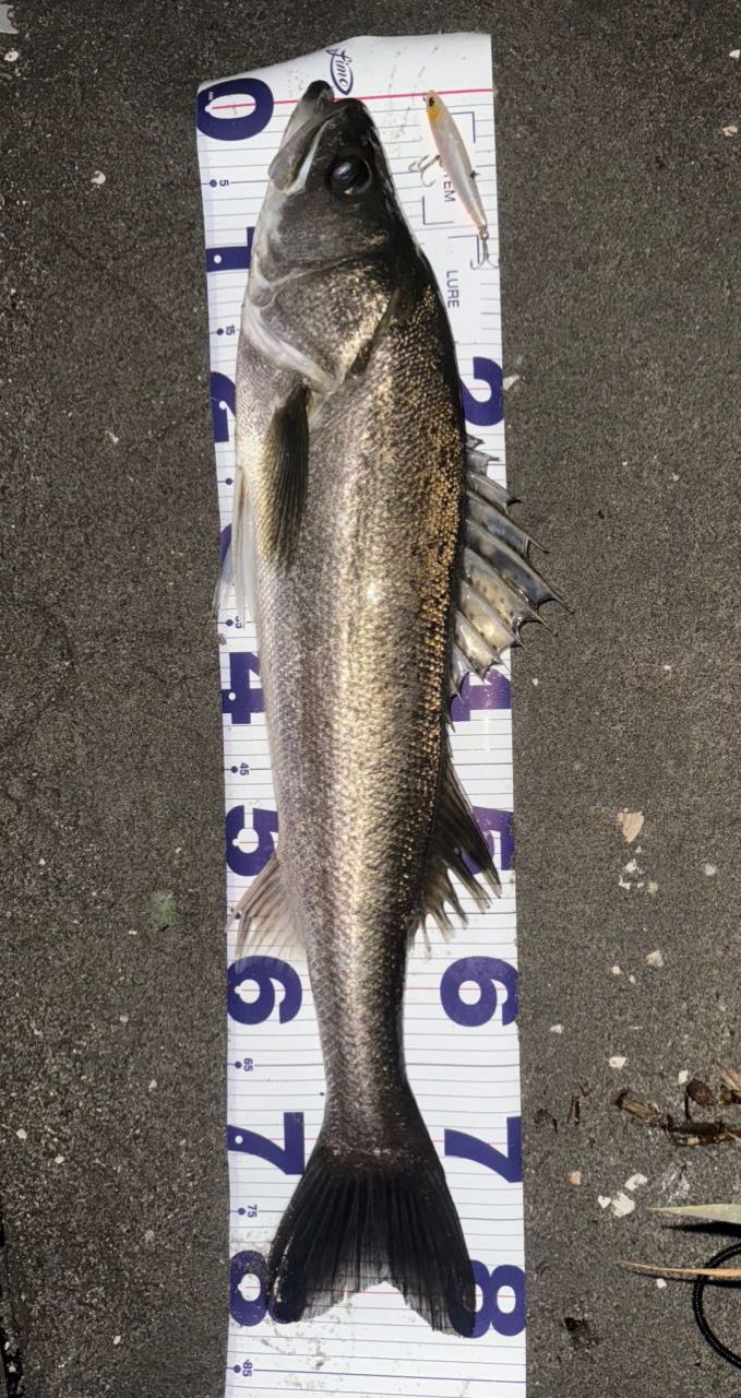 SHIMANO 22ステラ 4000MHGの最安値・インプレ・釣果 | 本音の口コミが