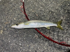 アカカマスの釣果