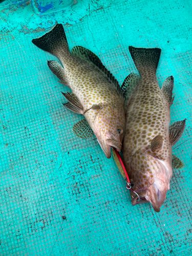 オオモンハタの釣果