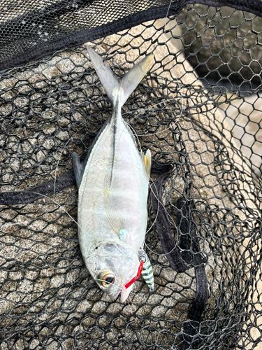 ギンガメアジの釣果