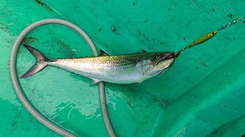 サゴシの釣果