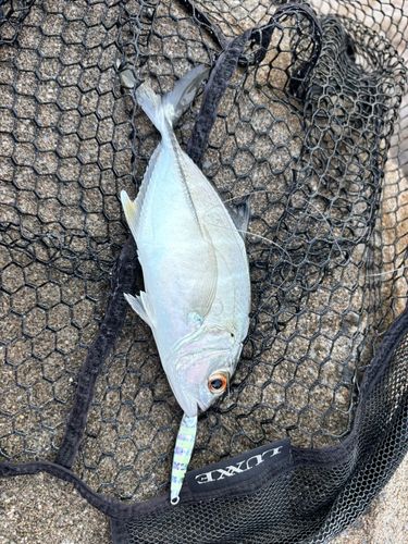 ギンガメアジの釣果