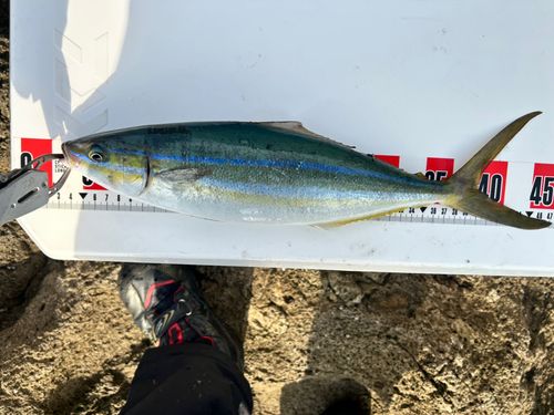 ツムブリの釣果