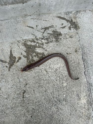 ウミヘビの釣果