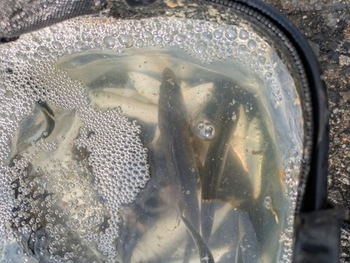 若洲海浜公園海釣り施設