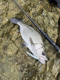 ヒラスズキの釣果