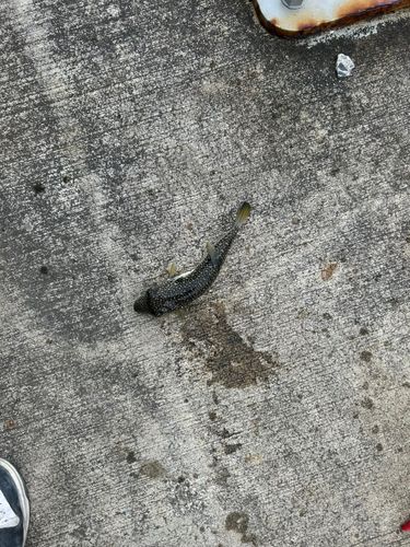 クサフグの釣果