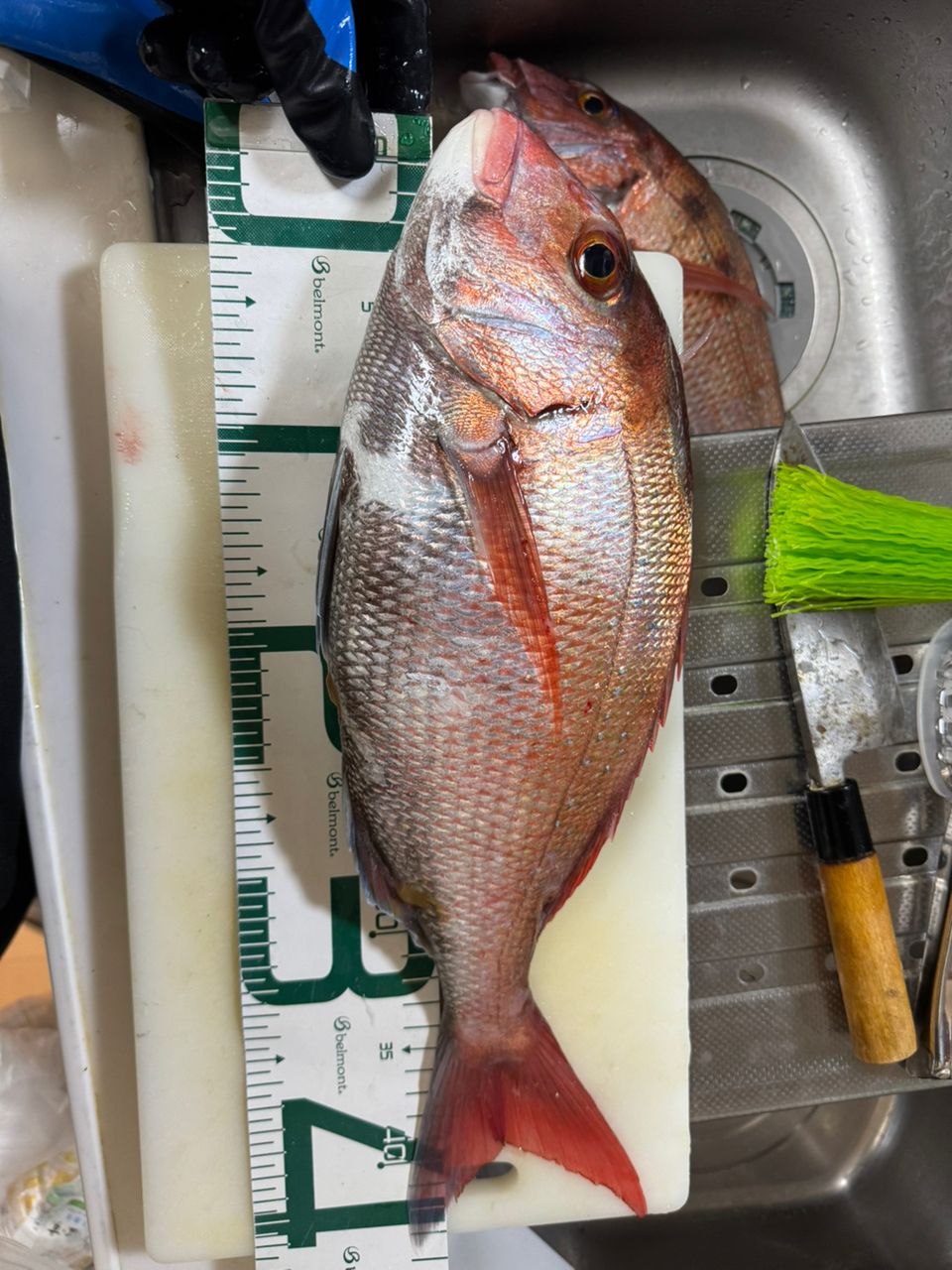 毎日夏休みさんの釣果 2枚目の画像
