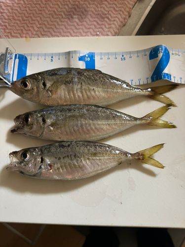 アジの釣果