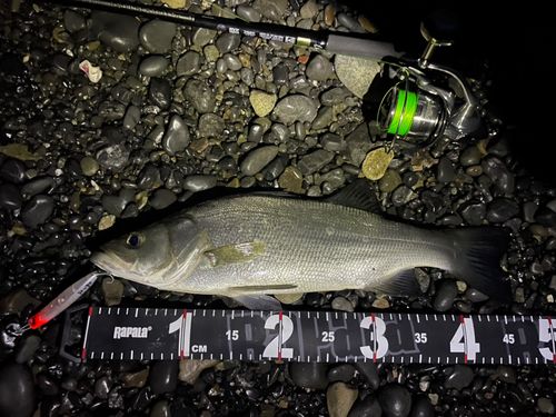 ヒラスズキの釣果