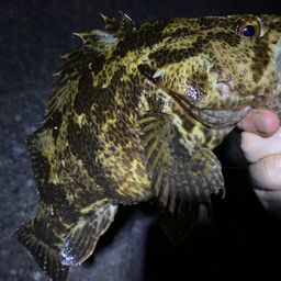 タケノコメバル