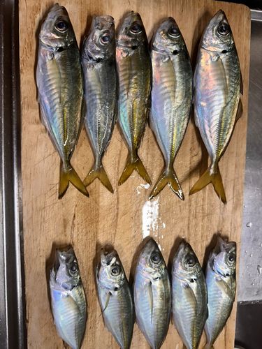 アジの釣果