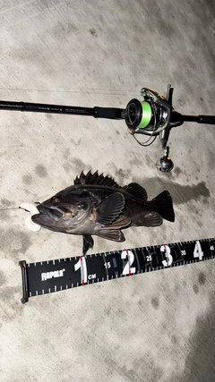 クロソイの釣果