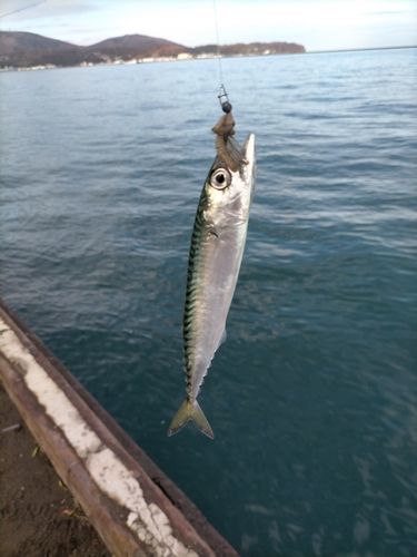 サバの釣果