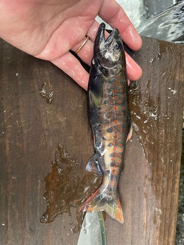 谷太郎川ます釣場